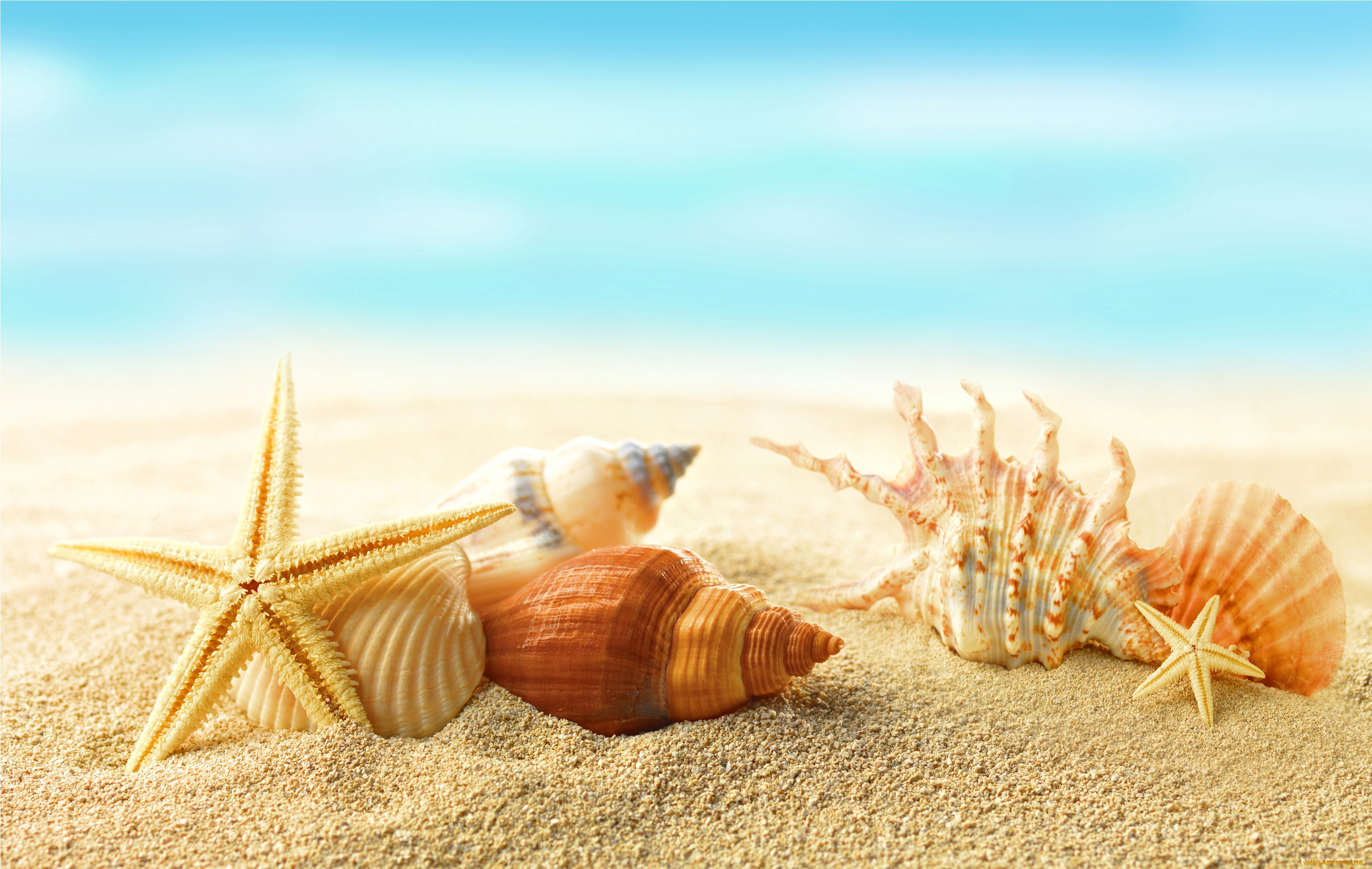 , ,  ,    spa-, sea, seashells, sand, beach, summer, , , , starfishes, sunshine, , 